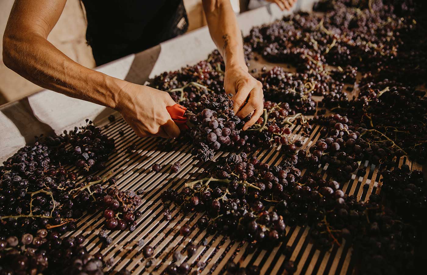 Elegancia Pasión Innovación VONAHM CONSULTING