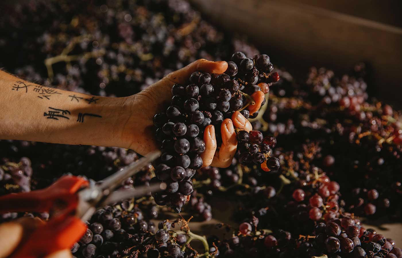 Elegancia  Pasión  Innovación VONAHM CONSULTING